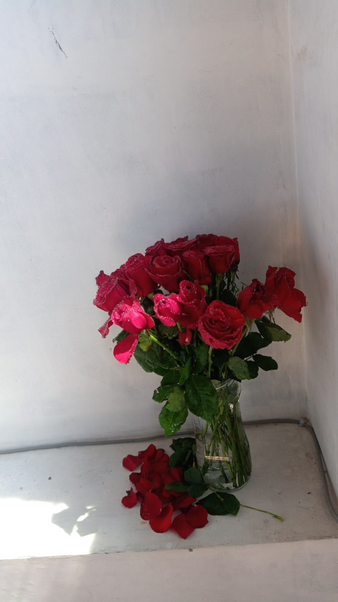 bunga mawar  merah  asli  segar 20 tangkai  Shopee Indonesia