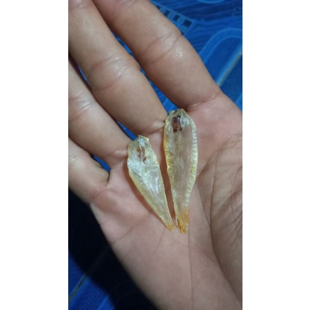 

gelembung ikan samge