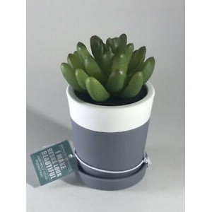 Succulent Cactus for desk - Pocketbac Holder Bath &amp; Body Works