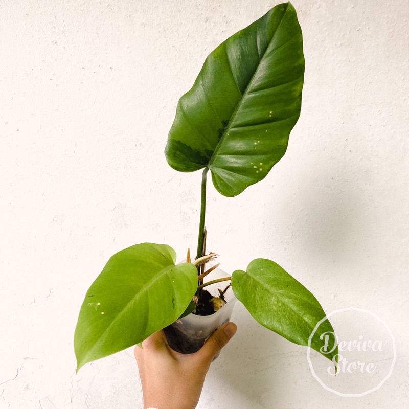 Tanaman Hias Philodendron Jungle Fever Variegata