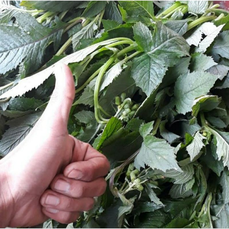 

DAUN SINTRONG SEGAR 500 GRAM / DAUN LENGKO