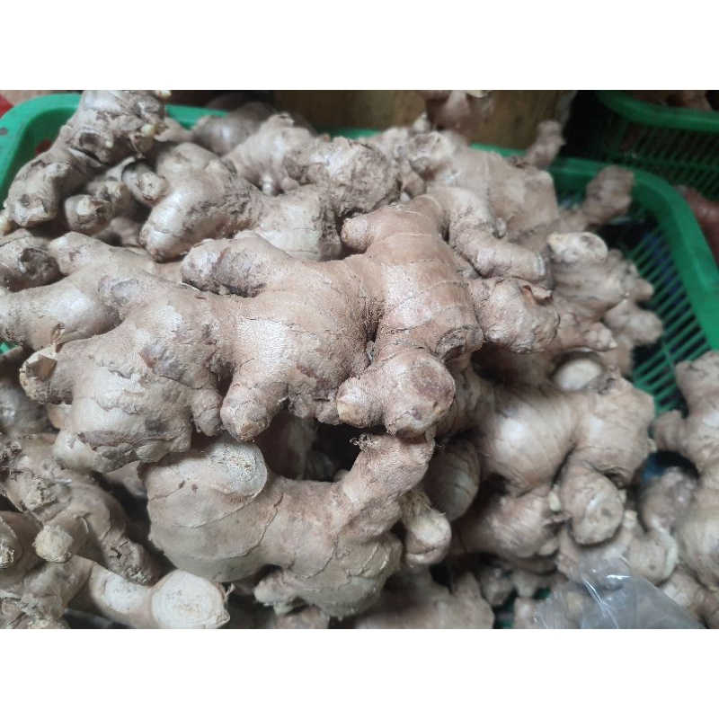 

[SKD Bumbu] JAHE GAJAH FRESH 250 GRAM