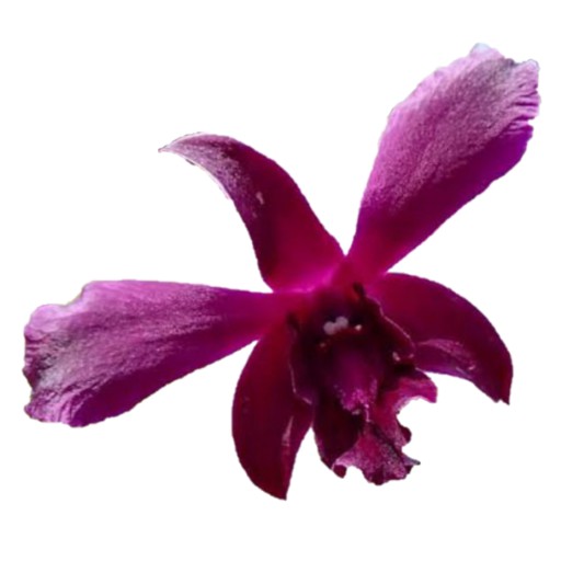 Seedling Dendrobium Caesar Red