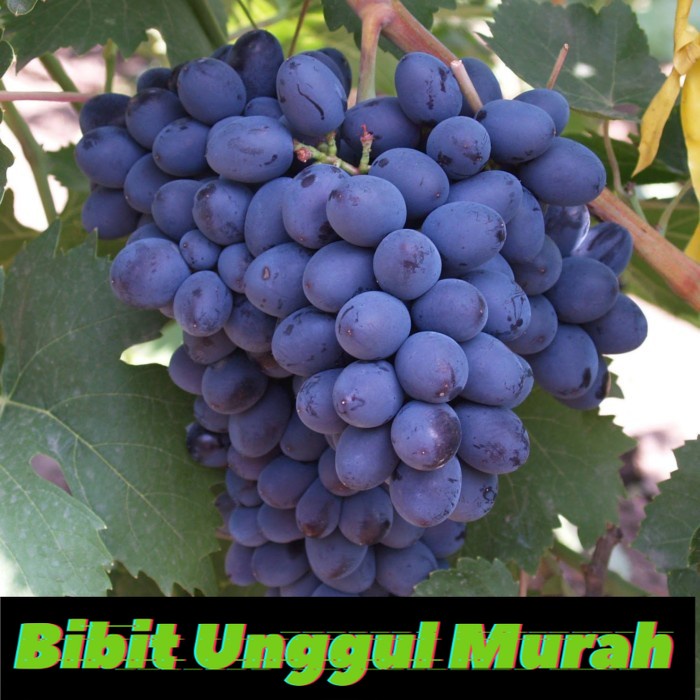 Bibit Anggur Amos Import Grafting