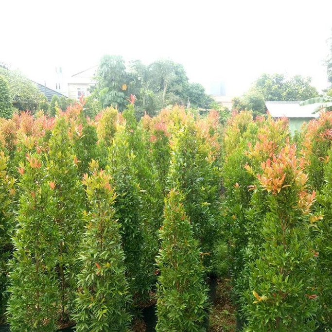 TANAMAN HIAS PUCUK MERAH TINGGI 2 METER