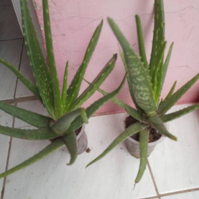 BIBIT LIDAH BUAYA ALOEVERA TANAMAN HIAS BUNGA