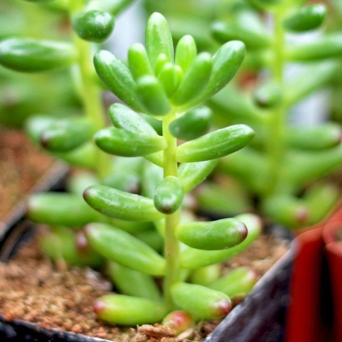 Sedum rubrotinctum - Jelly Bean tanaman hias sukulen kaktus indah
