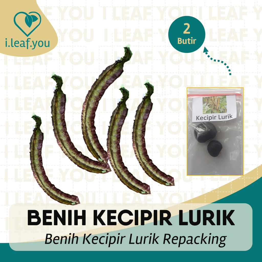 Benih Kecipir 2 Butir Lurik Benih Kecipir Benih  Kecipir Serba Seribu