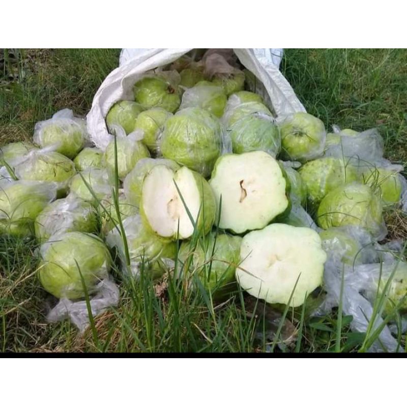 

Jambu Kristal Manis 1KG