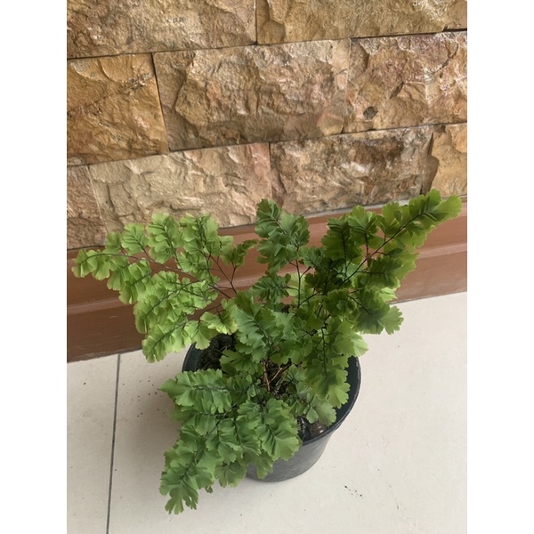 tanaman hias bunga suplir merak