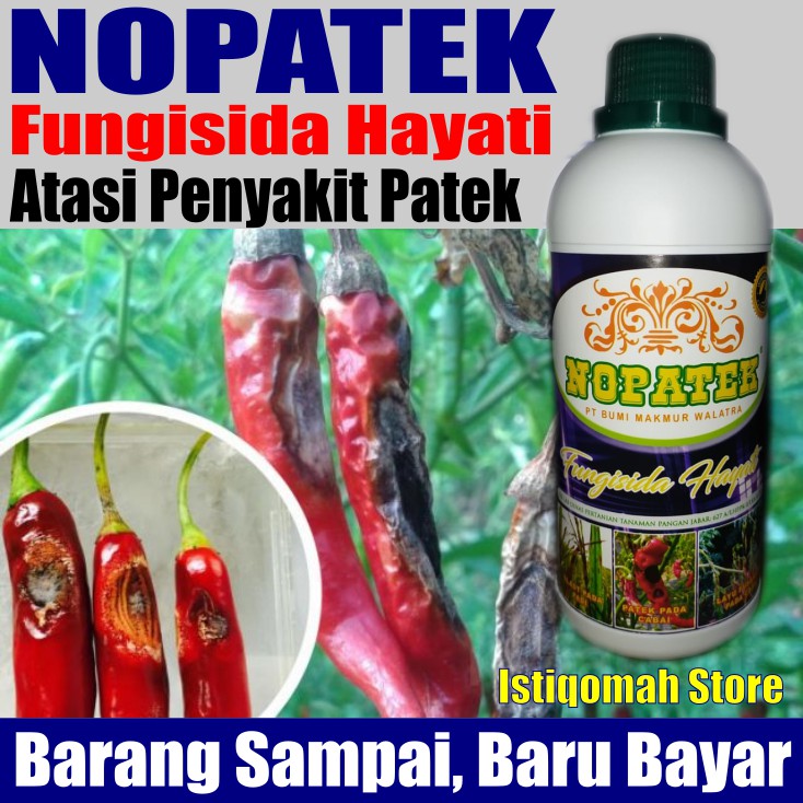 NOPATEK Fungisida Hayati Obat Hama Mengatasi Layu  Fusarium pada Tanaman Tomat Paling Ampuh &amp; Manjur