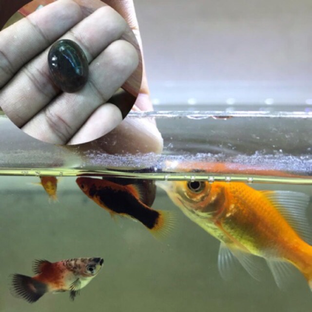 Batu Lisang Asli Kalimantan