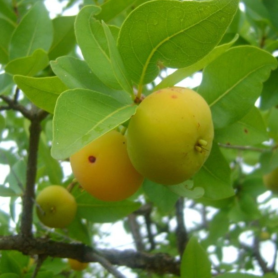 Tanaman Buah Araza ( Araca Boi )