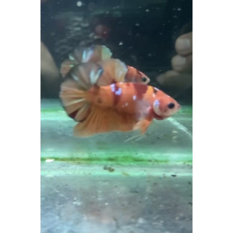 Ikan Cupang Nemo Copper