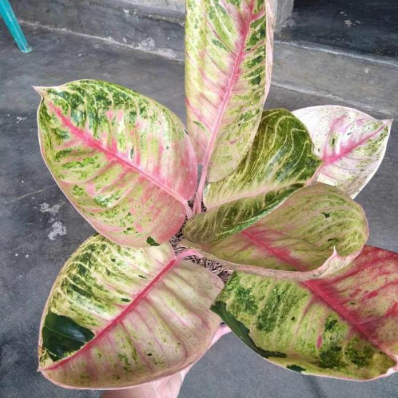 tanaman hias Aglonema Moonlight//baby Aglonema Moonlight