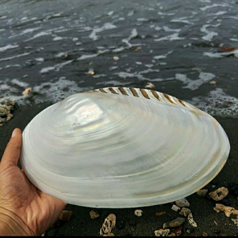 CANGKANG KERANG PIRING MUTIARA LAUT BESAR JUMBO LANGKA KOLEKTOR BIG SIZE SEASHELLS GIANT