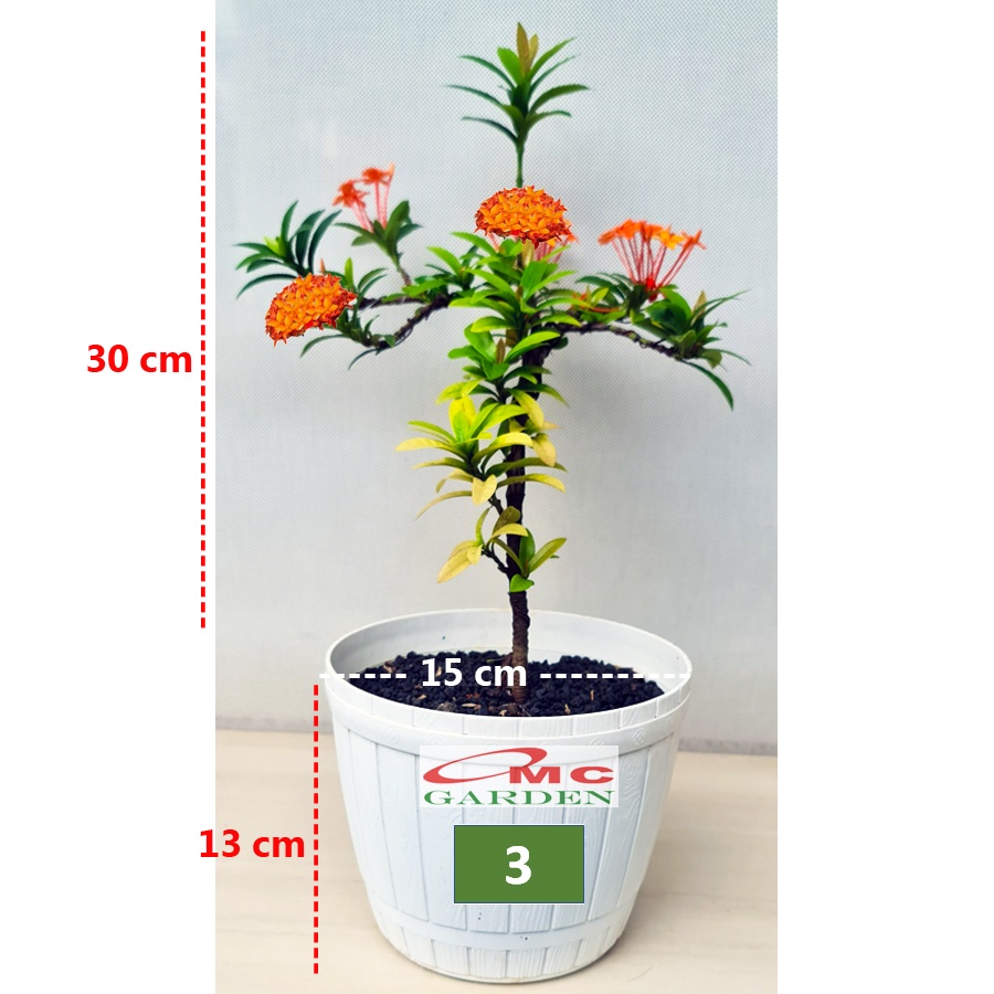 Tanaman Hias Bonsai Bonsae Mame Soka Mini Asoka Jepang Ixora Orange B-SMO-001