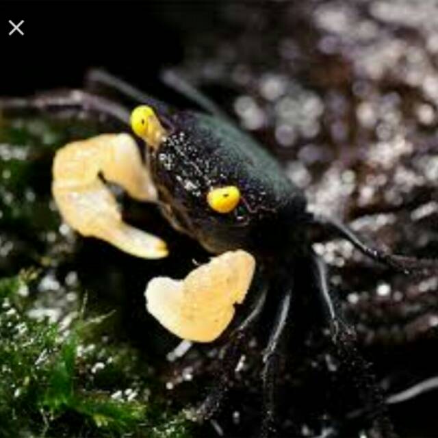 Black Vampire Crab Yellow Claws Eyes Kepiting Hias Vampir Capit Kuning RARE
