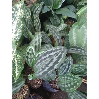 Tanaman hias calathea merak Shopee Indonesia Tanaman hias calathea merak Shopee Indonesia