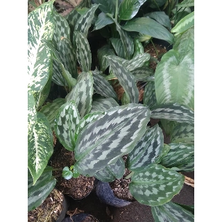 Tanaman hias calathea  merak Shopee Indonesia