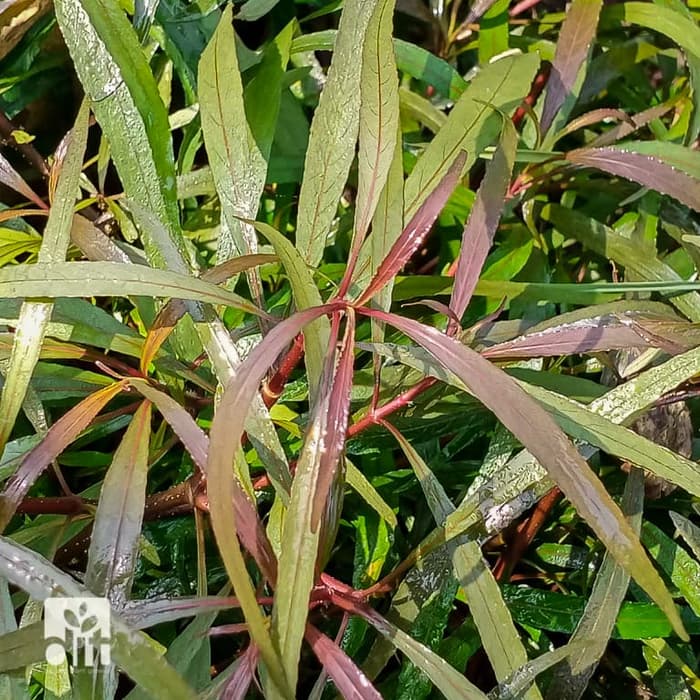 Hygrophila Angustifolia - Tanaman Aquascape