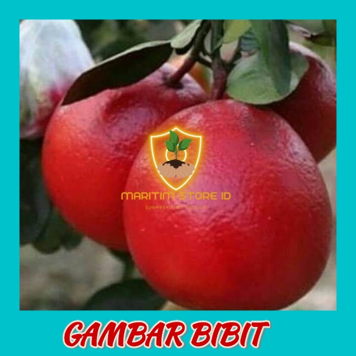 Jual Bibit Buah Jeruk Red Pamelo Jaminan Okulasi Cepat Berbuah Shopee