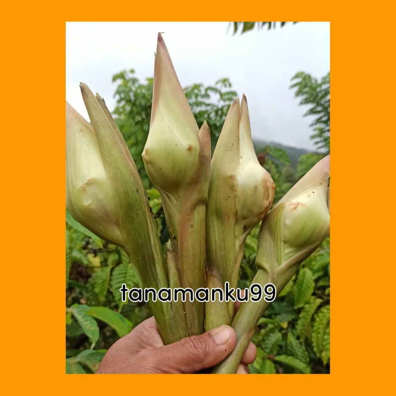 

sayur kecombrang/rombeh/bunga kantan fresh 1kg