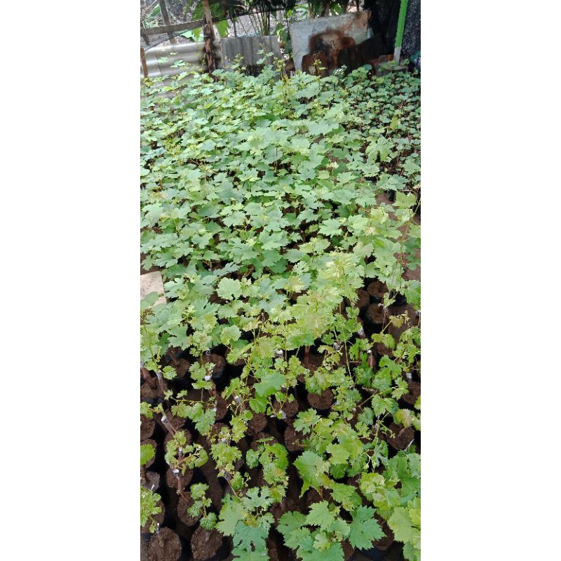 

ANGGUR RED MASTER SUPER BERGARANSI