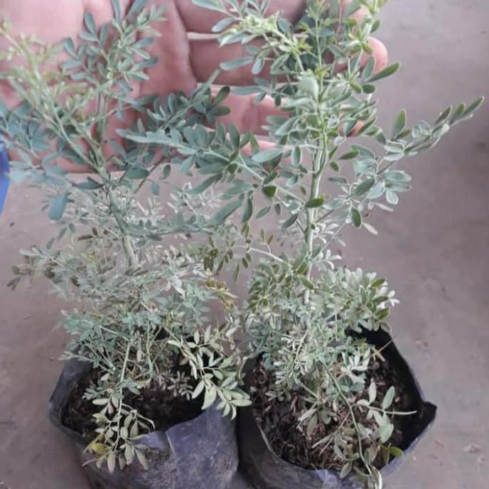 C5T Bibit Tanaman Herbal Inggu/Daun Inggu