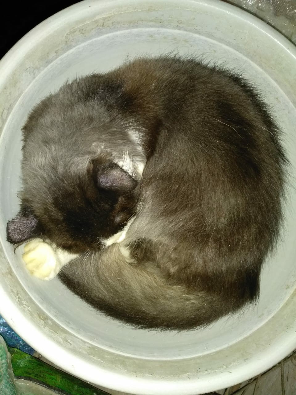 Bayclin Pemutih 5in1 1000ml 1l