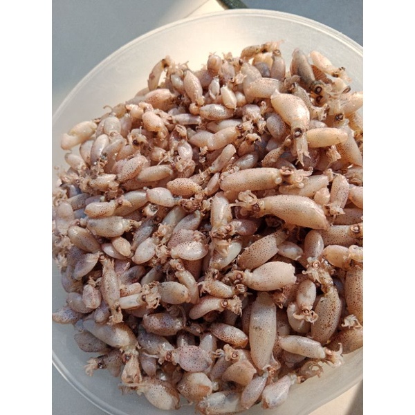 

Baby Cumi Asin 250 gram