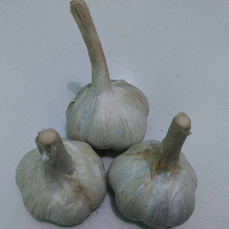 

Bawang Kating Bonggol Kotor 1kg