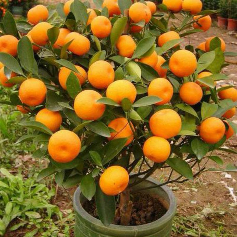 Jeruk Santang Madu Siap Berbuah Lebat-Bibit Tanaman Buah Jeruk Santang Madu Siap Berbuah