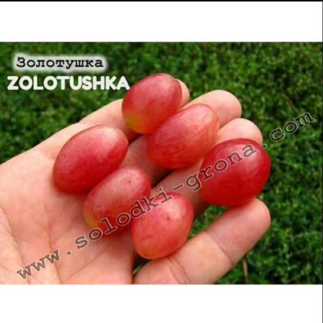 Bibit Anggur Import ZOLOTUSHKA Grafting