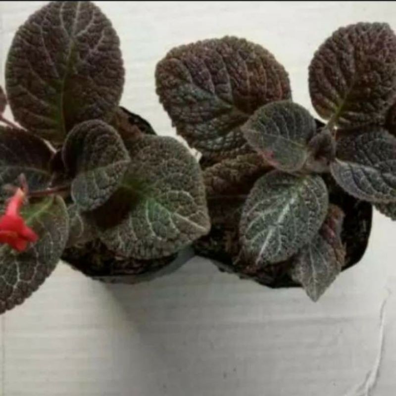 Tanaman Hias Episcia Violet Hitam - Episcia Hitam - Beludru Hitam