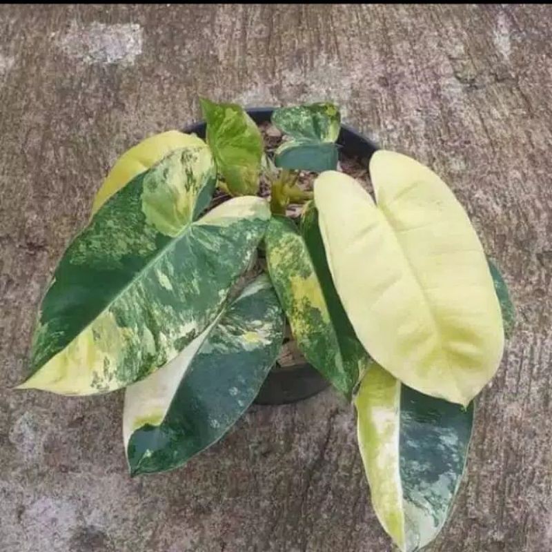 Tanaman Hias Philodendron Brekele Varigata - Tanaman Philodendron Brekele