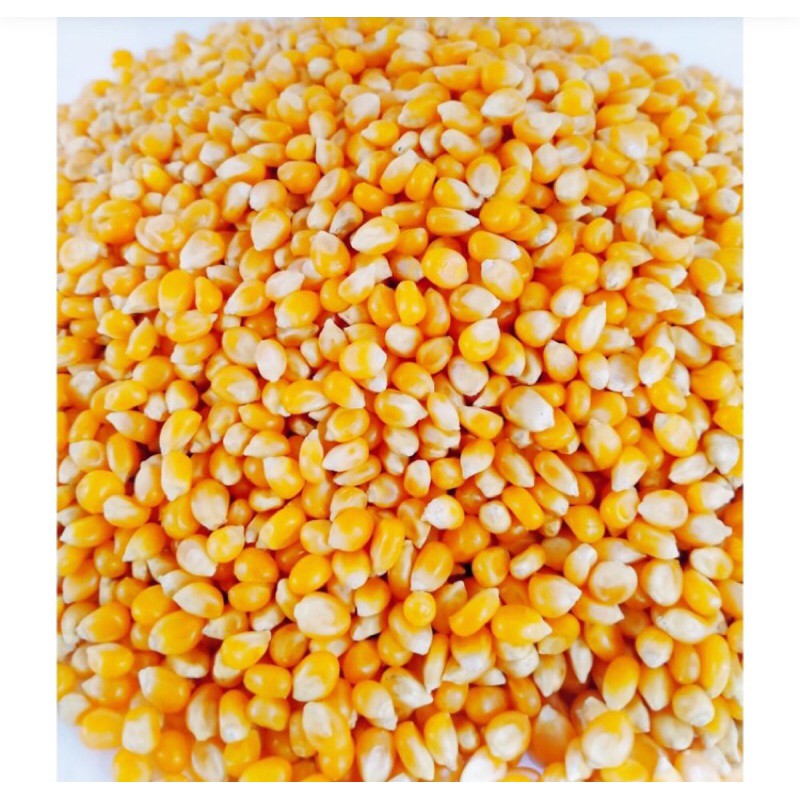 

JKL Benih Jagung Popcorn Cap Bintang Kemasan 1kg