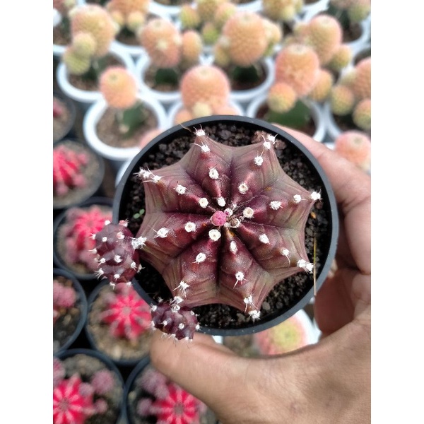gymno red Korea pot 8cm