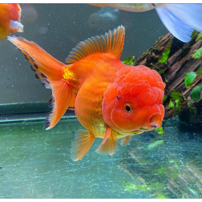 ikan mas koki Oranda ukuran 4-6cm | Shopee Indonesia