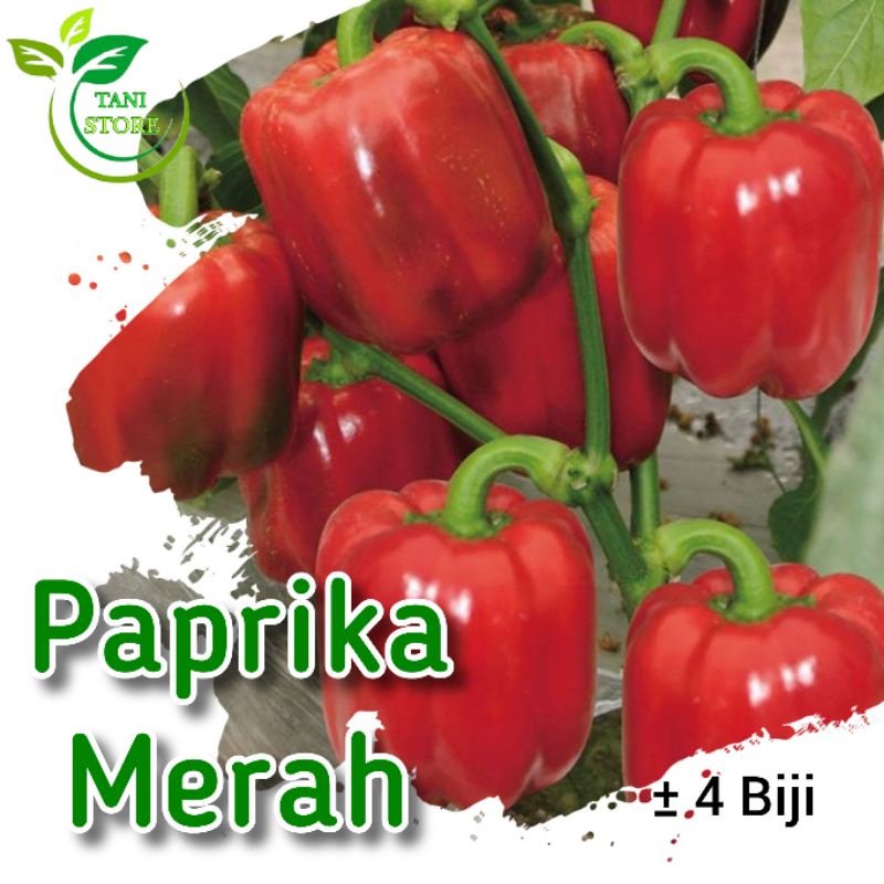 ±4 biji benih paprika merah F1_bibit sayuran paprika