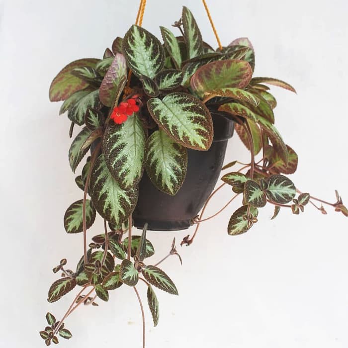 Episcia cupreata 'Acajou' *3 Polybag* - Tanaman hias gantung indoor episcia coklat