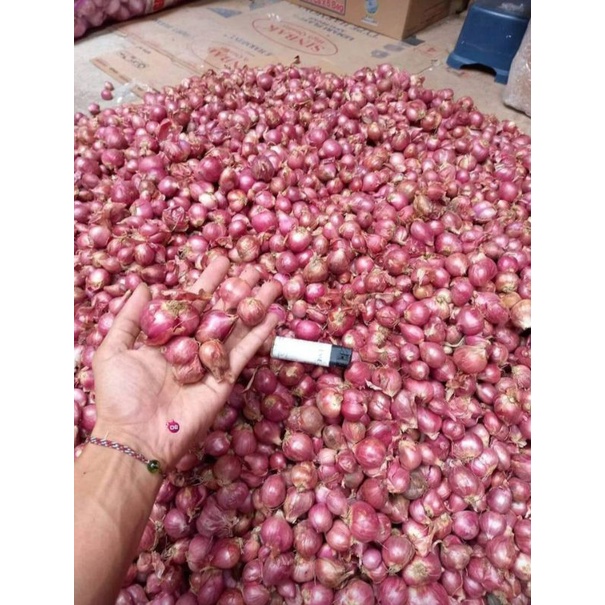 

bawang merah lokal