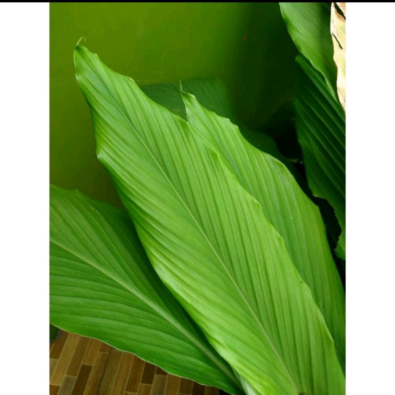 

daun kunyit segar
