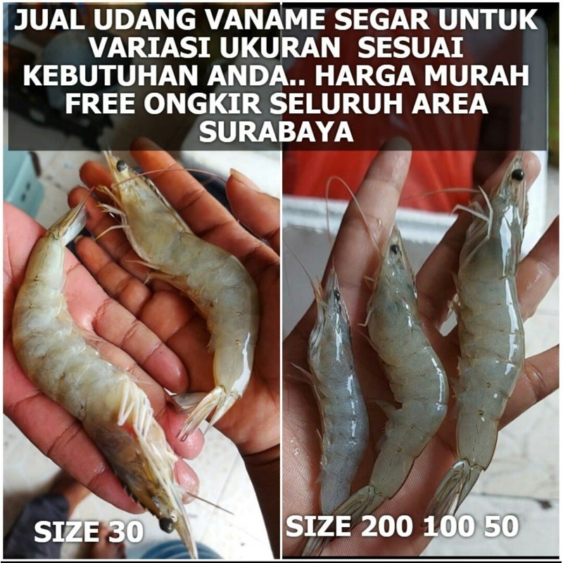 

Udang Vaname Fresh/ Size 200 - 30 ( 1000 Gram )