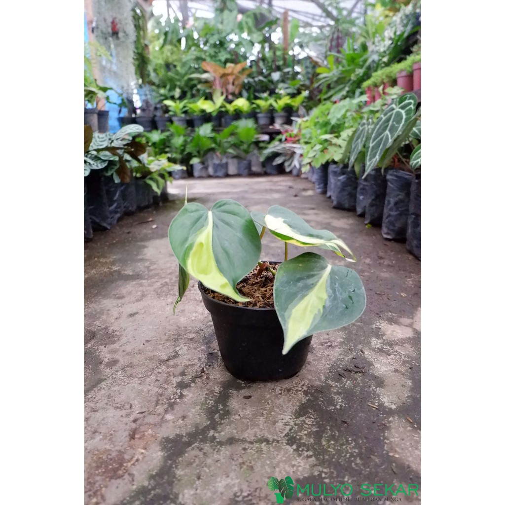 Tanaman hias sirih brazil Philodendron Brazil - Tanaman Air - aesthetic decor