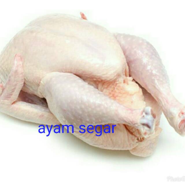 

Ayam segar