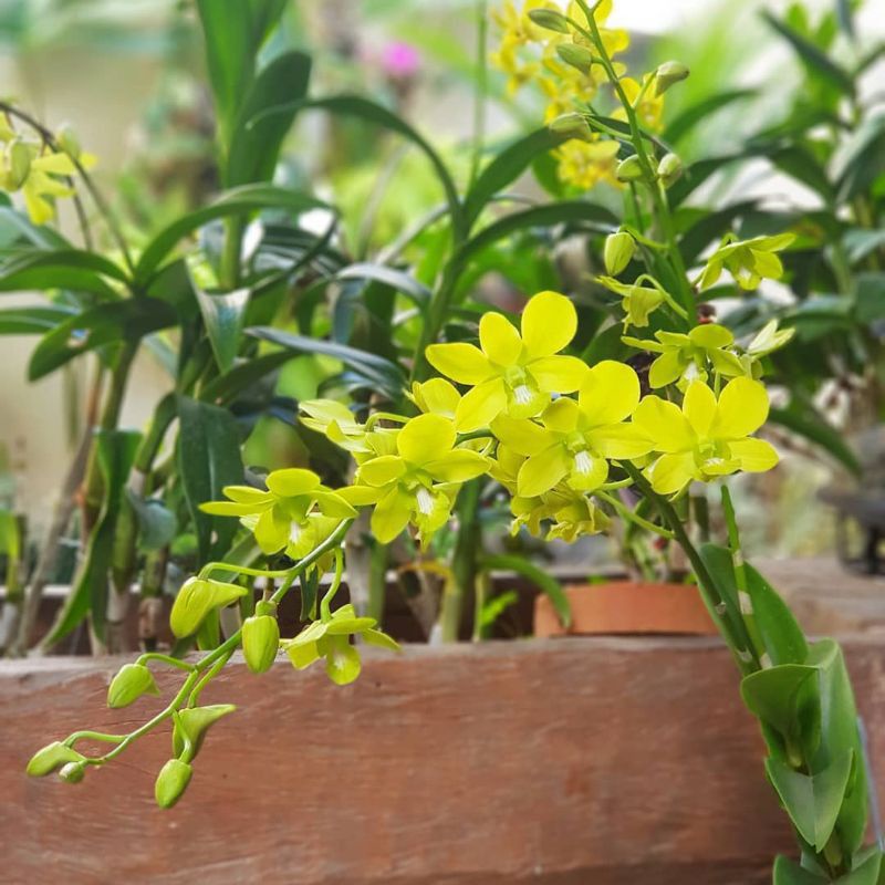 Angrrek dendrobium mini