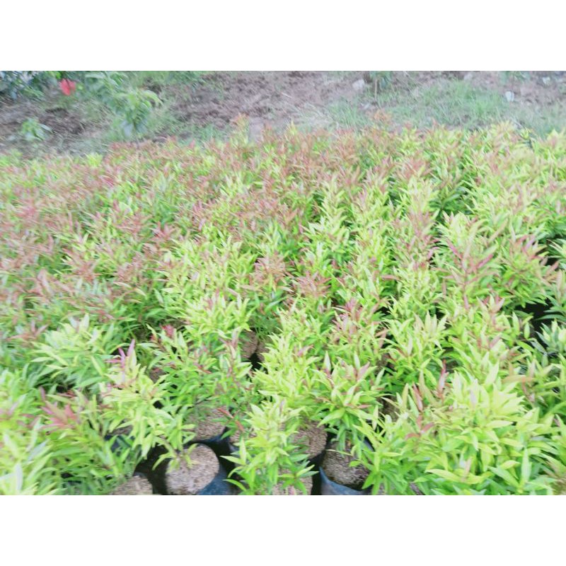 Bibit tanaman pucuk merah subur
