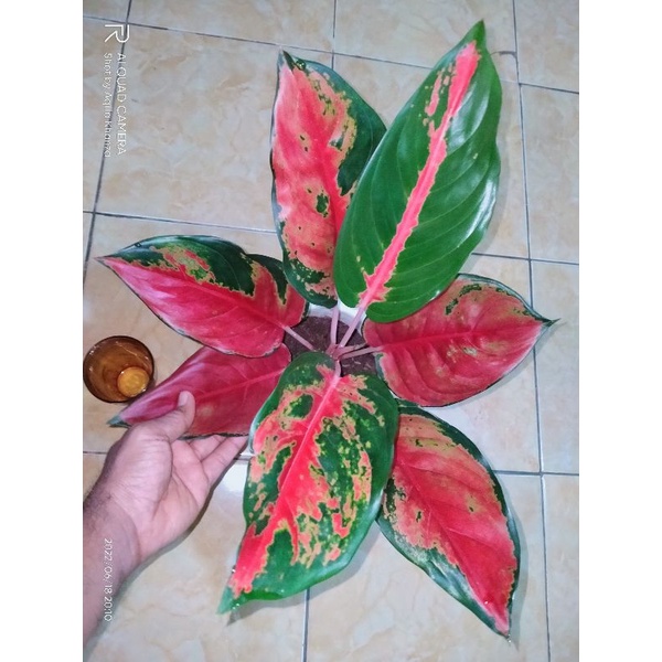 Aglonema Camelon Indukan