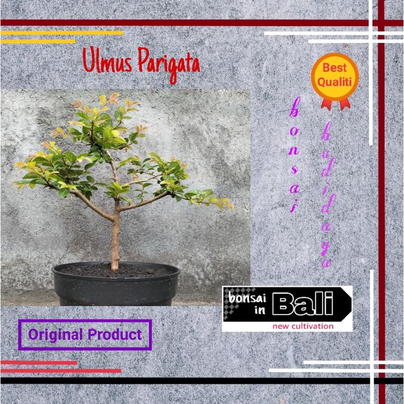 Bibit bahan Bonsai Ulmus Parigata